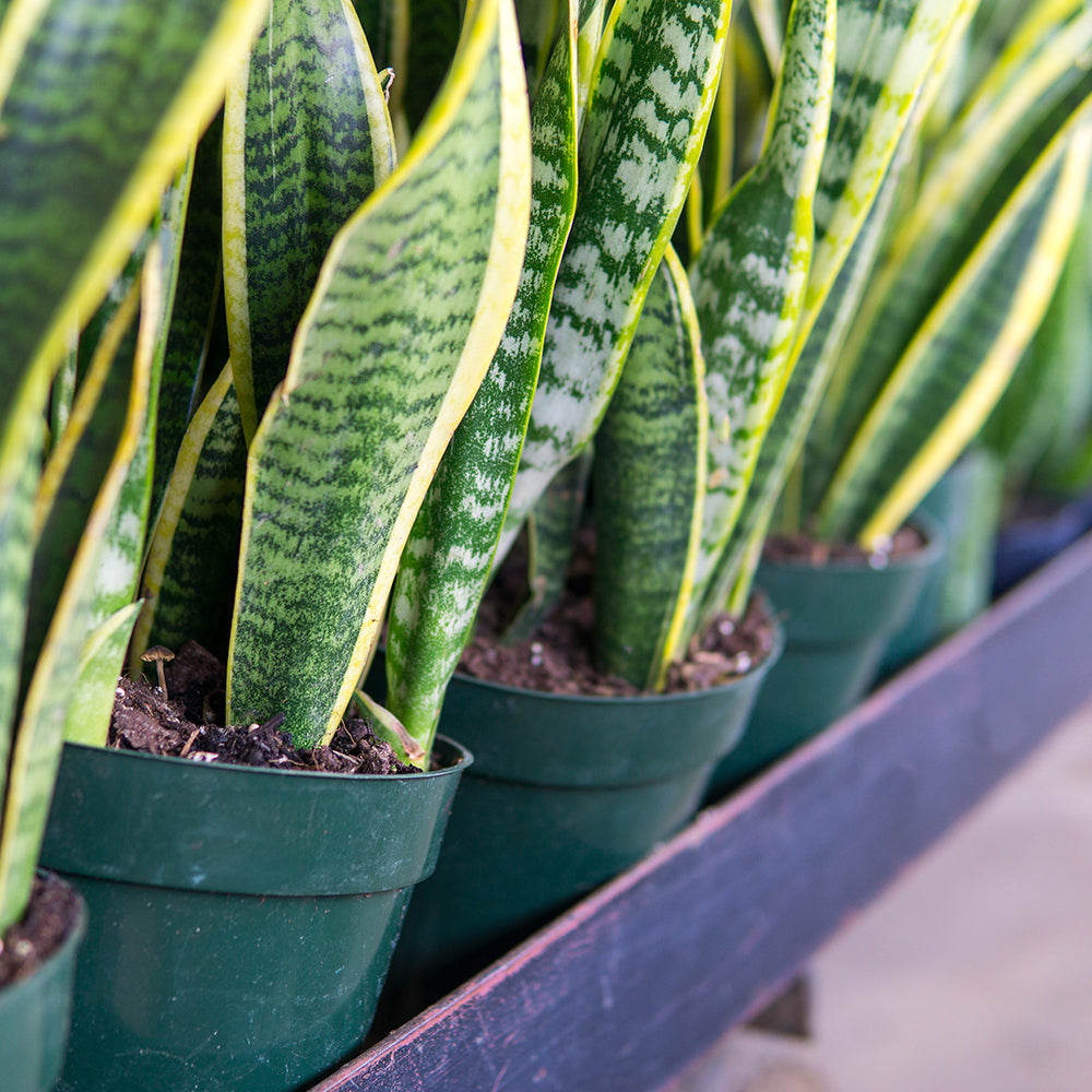 can you fertilize snake plants Fertilizer for Snake Plant
