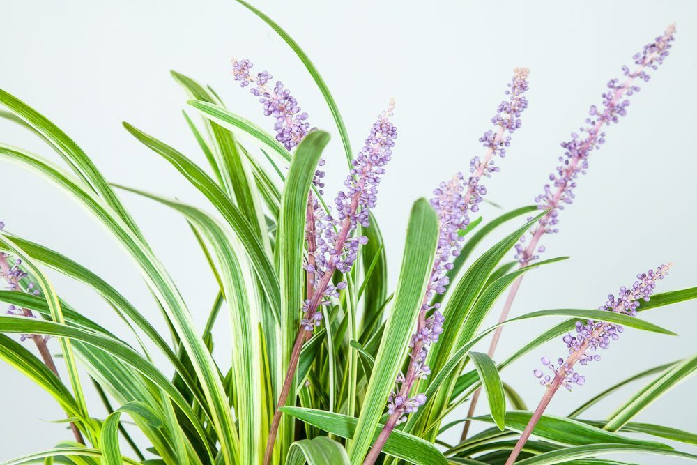 lavender variegated liriope plant Variegated Liriope Shrub - 1 Gallon / Single