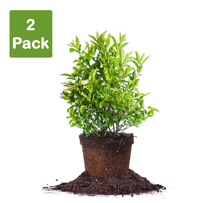 Little Henry Sweetspire shrub proven winners pack of 2 live plants