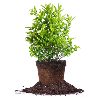 Little Henry Sweetspire shrub proven winners