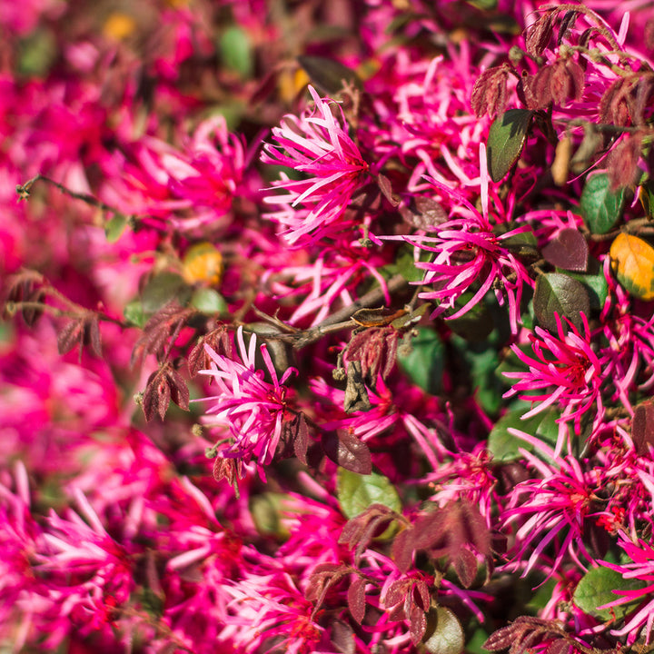 Ever Red Mini Ever Red Loropetalum Mini