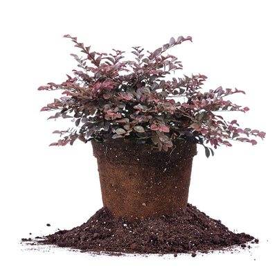 Loropetalum Crimson Fire shrub in 3 gallon pot