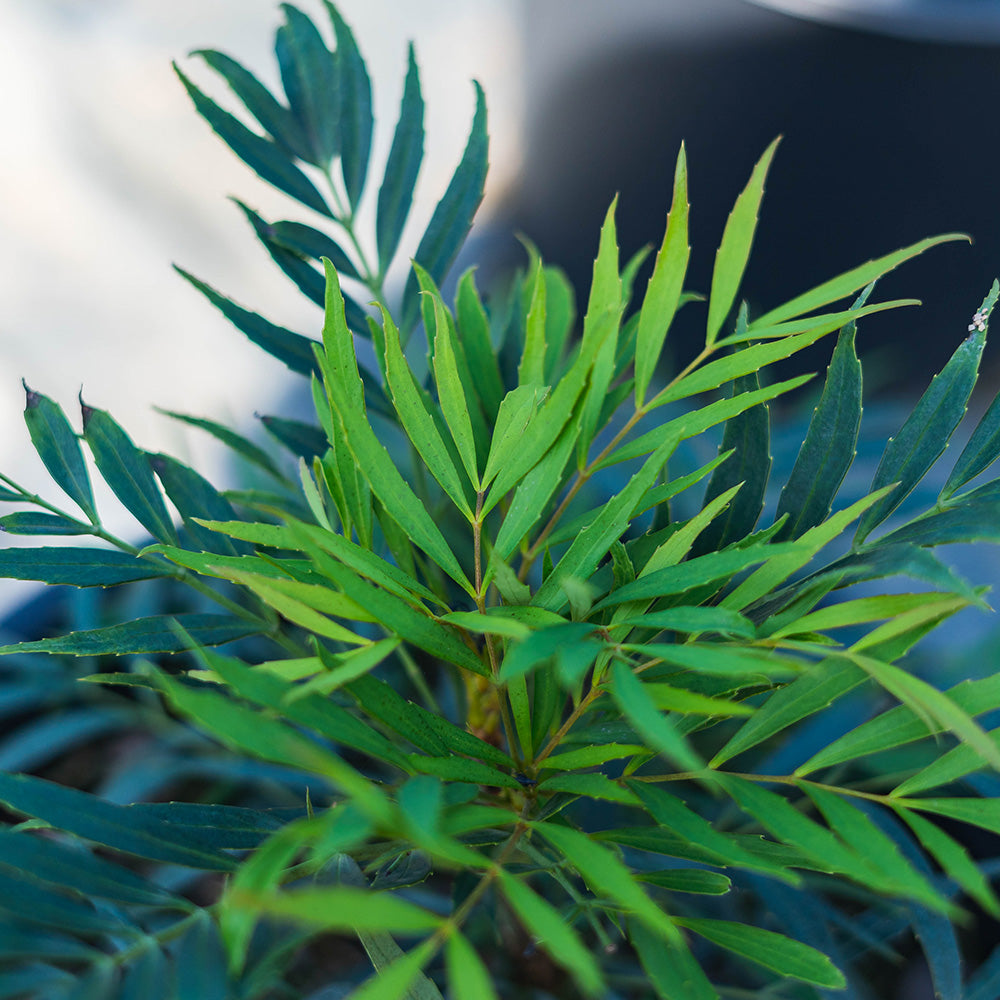 soft caress mahonia plant Soft Caress Mahonia for Sale | Buy Evergreen Shrubs