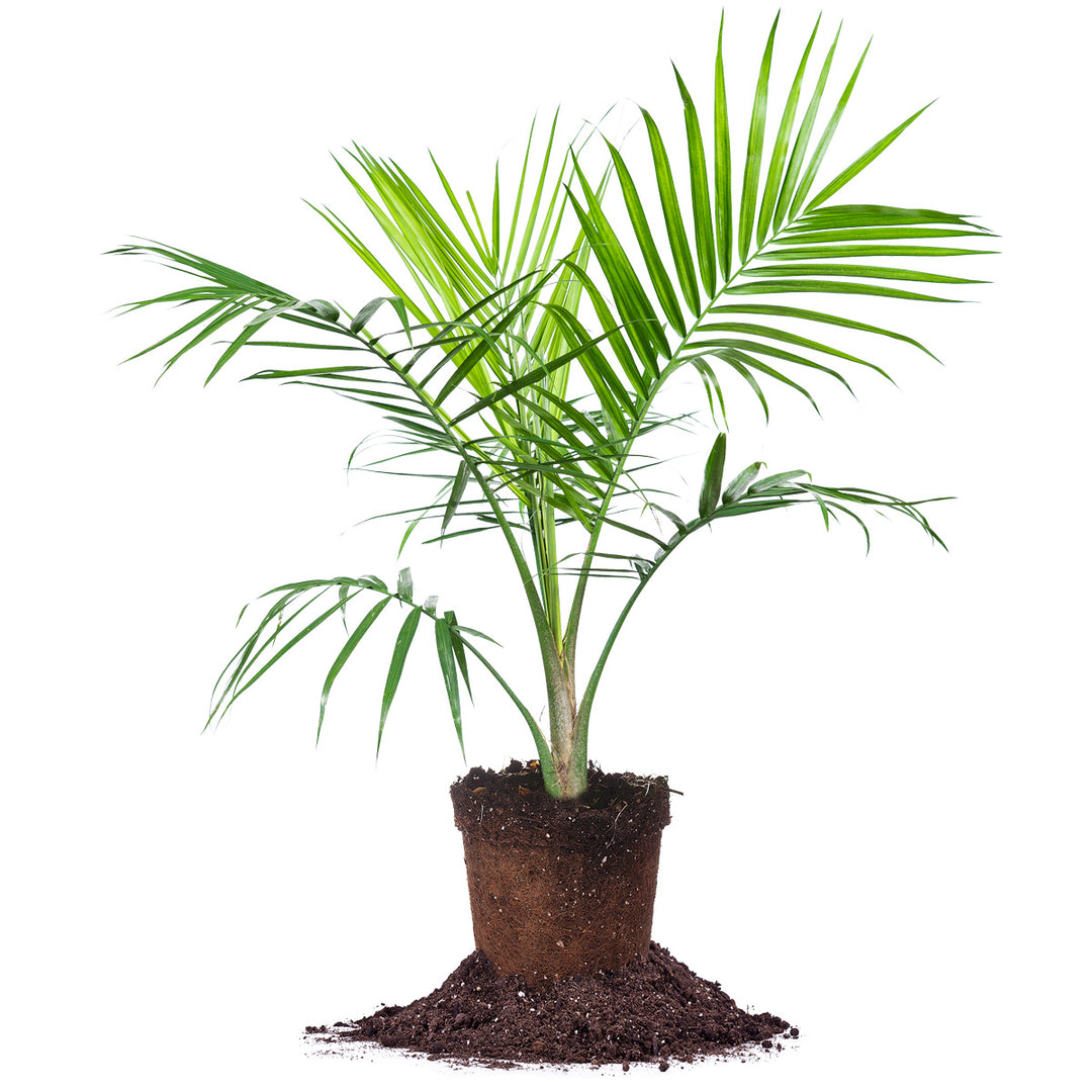 mystic palm plant Majesty Palm Tree