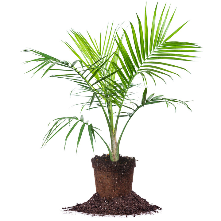 mystic palm plant Majesty Palm Tree | Majesty Palm for Sale