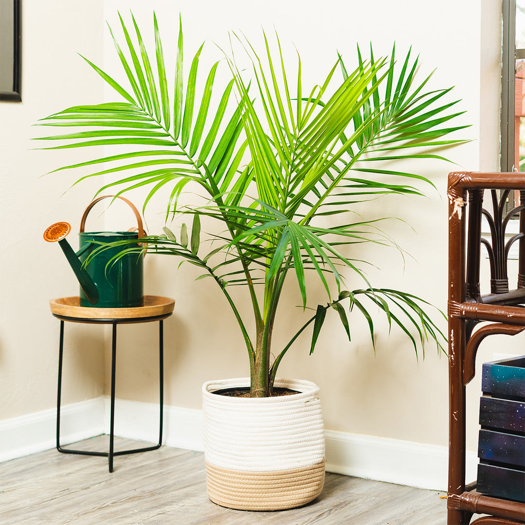 majesty palm tree live indoor plant Majesty Palm Tree | Majesty Palm for Sale