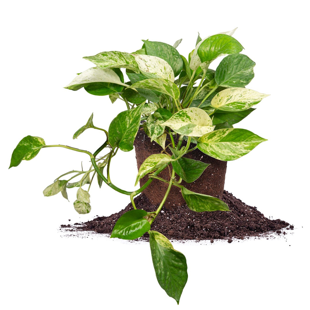 white spotted pothos Marble Queen Pothos for Sale
