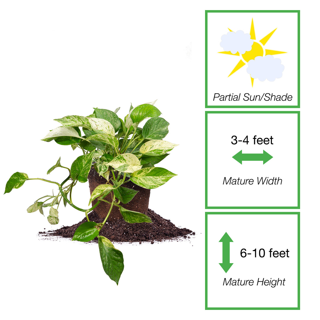 mature marble queen pothos Marble Queen Pothos for Sale