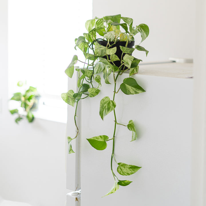 giant marble queen pothos price Marble Queen Pothos for Sale