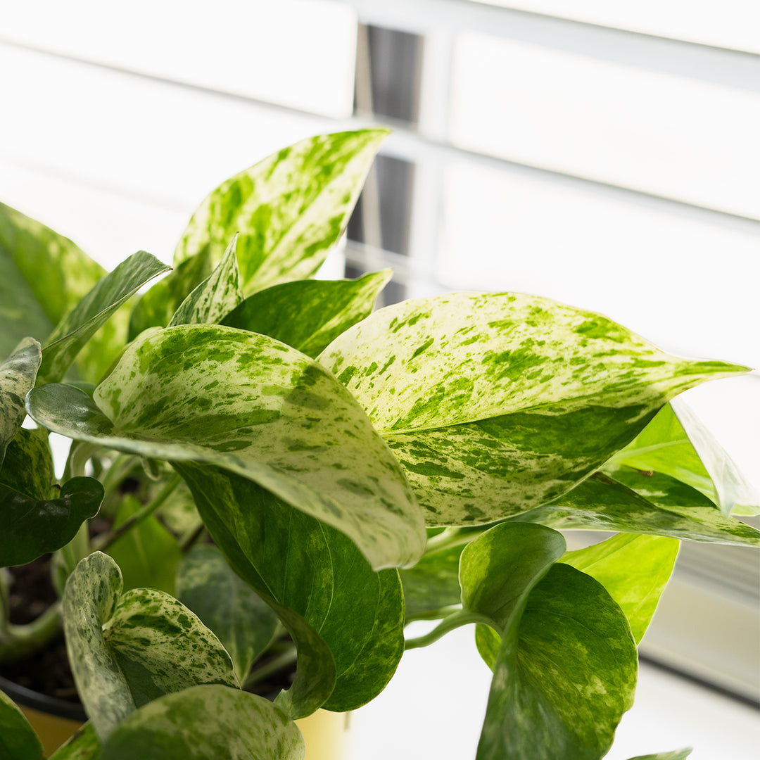 variegated pothos price Marble Queen Pothos for Sale