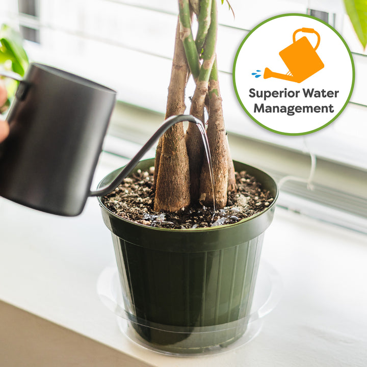 Money Tree Soil
