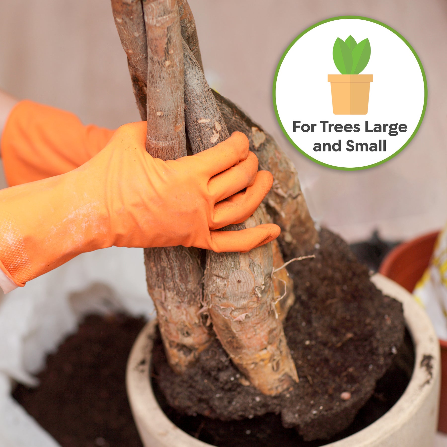 Buy Money Tree Soil Mix for Sale | Order Houseplant Soil Online