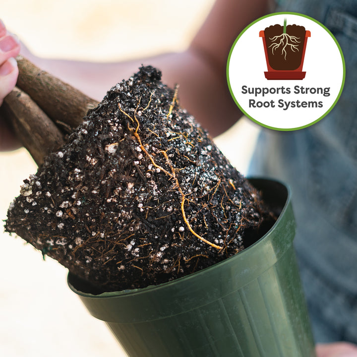 Money Tree Soil Mix - 4 Quart