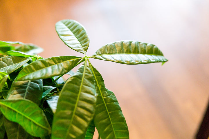 Chinese Money Tree Plant for Sale | Buy Houseplants
