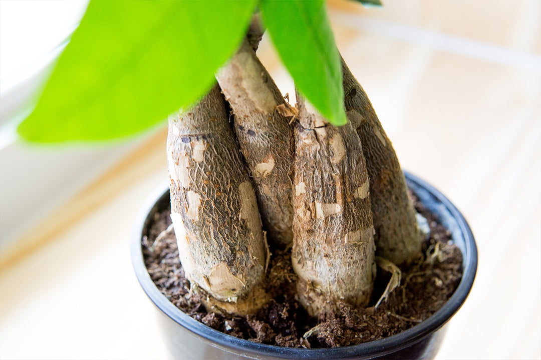buy money plant Chinese Money Tree Plant for Sale | Buy Houseplants