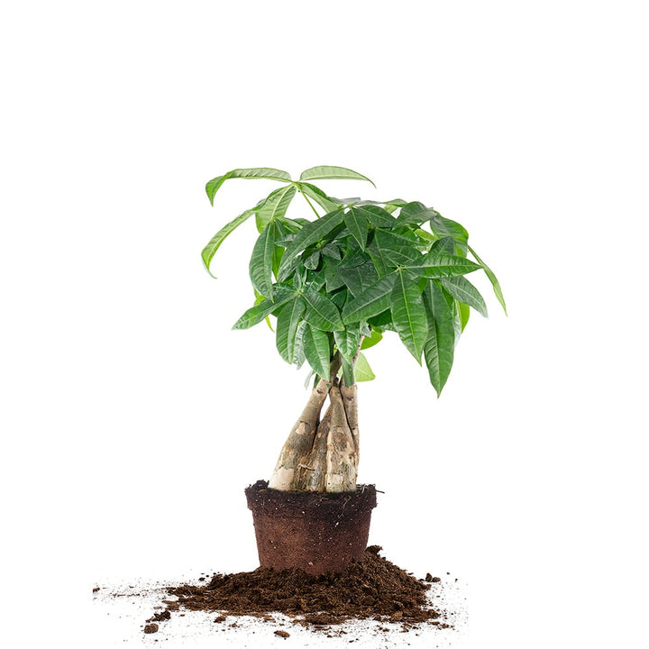 Chinese Money Tree Plant for Sale | Buy Houseplants