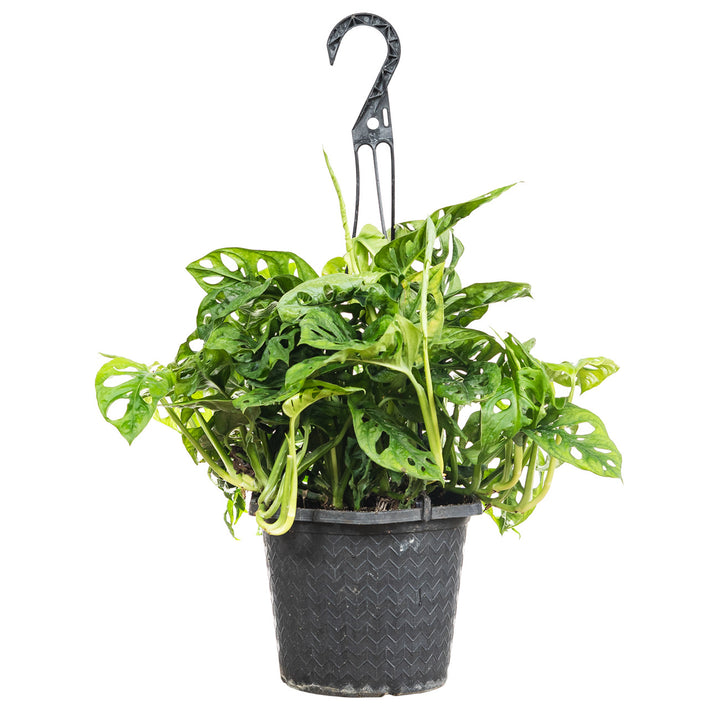 hanging roots plant Monstera Adansonii for Sale | Buy Monstera Plants