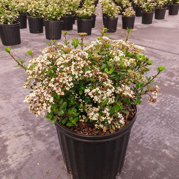 Shop Mrs Schiller's Delight Viburnum | Sweet Scent | Perfect Plants