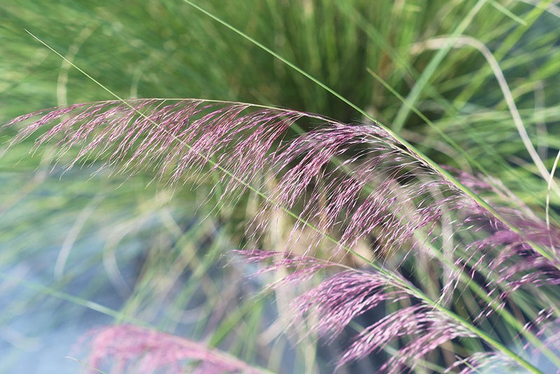 Dwarf Pink Muhly Grass Shrub