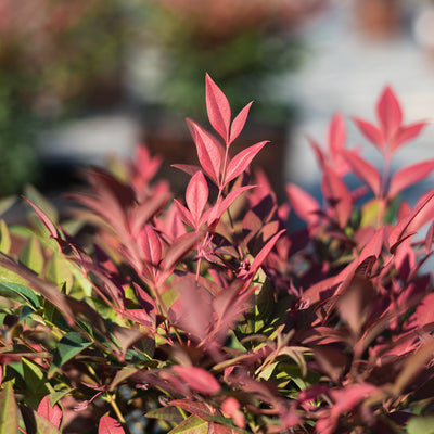 Nandina Obsession green and red foliage all year long