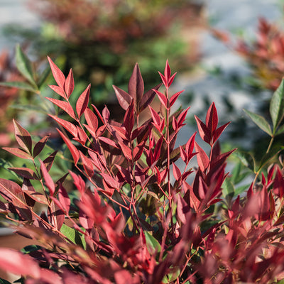Nandina Obsession green and red leaves