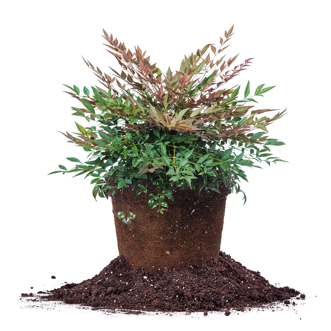 Obsession Nandina Shrub - 1 Gallon