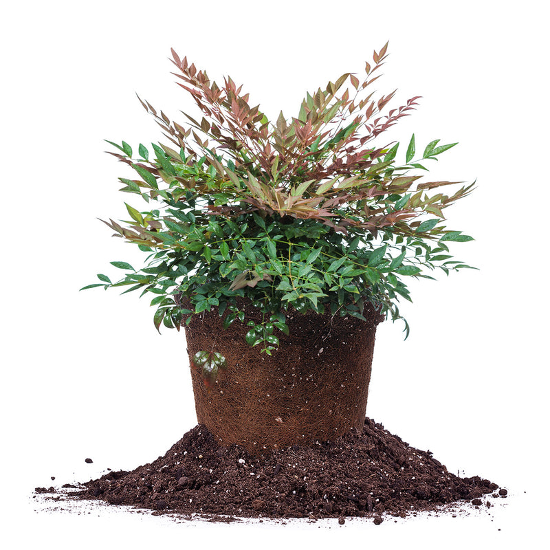 Nandina Obsession in 3 gallon container for sale