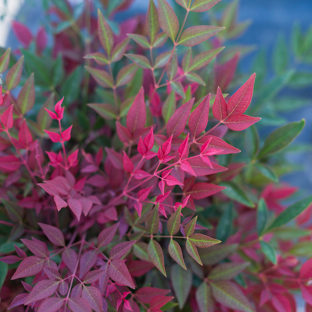 Obsession Nandina Shrub - 1 Gallon