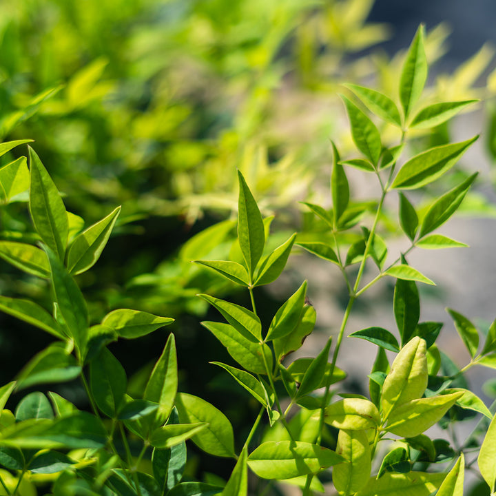 Lemon Lime Nandina for Sale | Perfect Plants