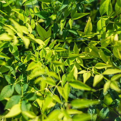 Lemon Lime Nandina shrub for sale