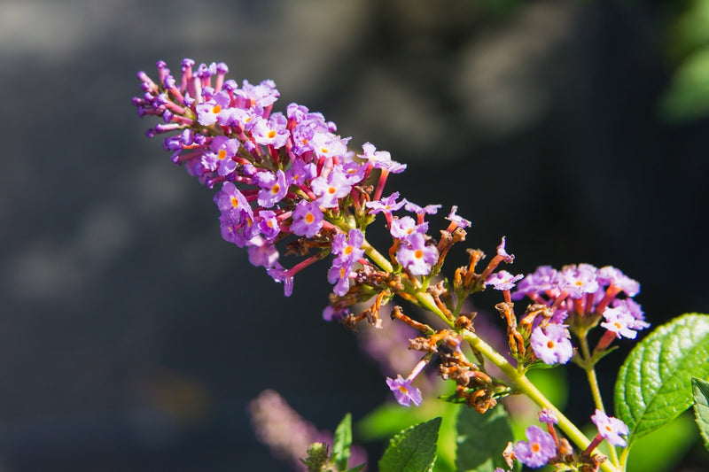 Nanho Purple Butterfly Bush