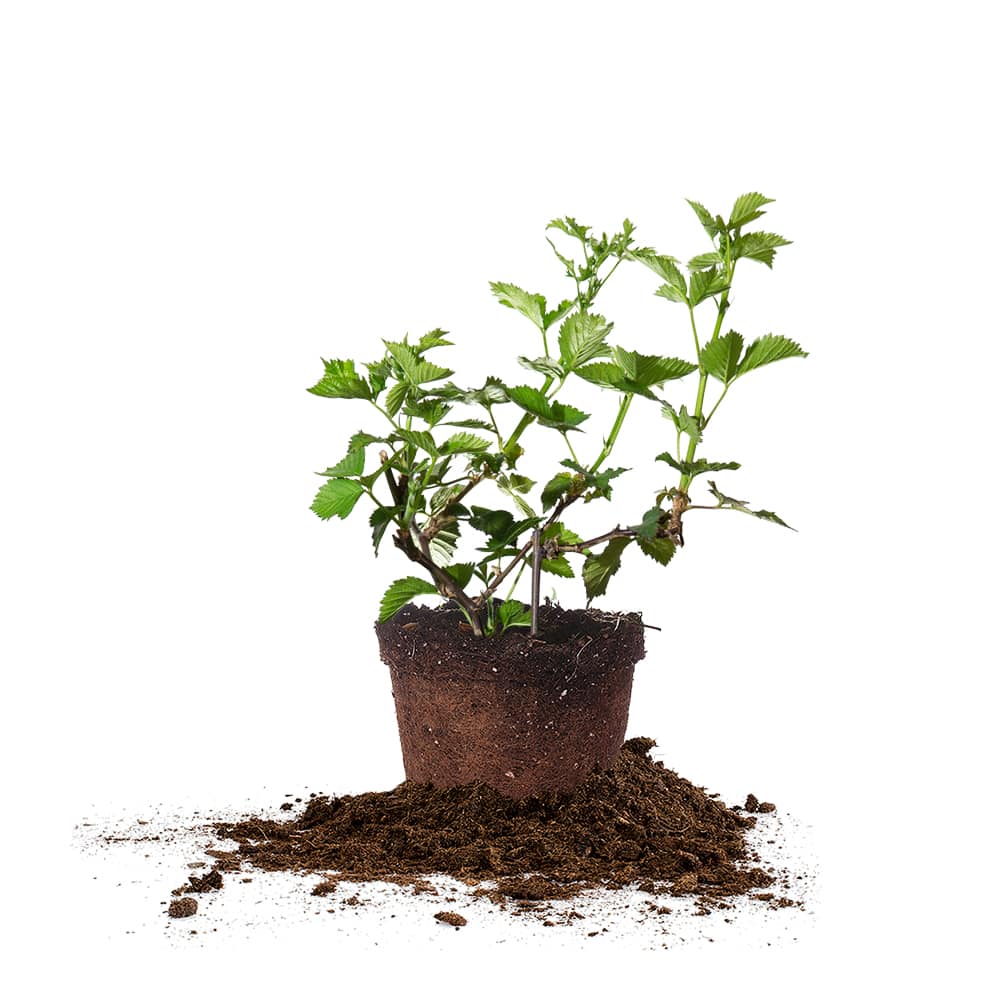 potted blackberry plants Thornless Triple Crown Blackberry Bush - 3 Gallon / Single