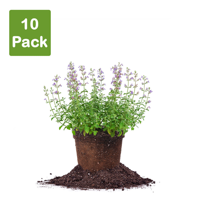 Nepeta Walkers Low flowering shrub pack of 10 live plants for sale