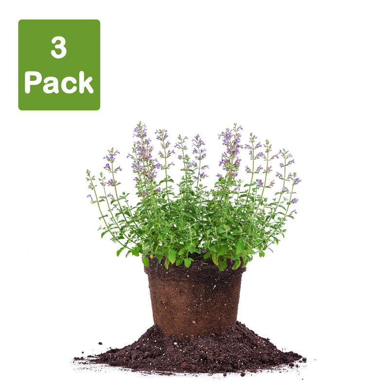 Nepeta Walkers Low flowering shrub pack of 3 live plants for sale