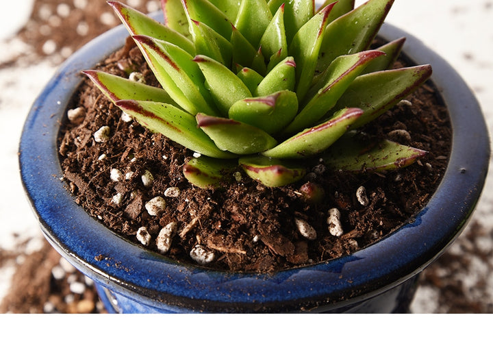 succulent planting soil Succulent & Cactus Soil - 4 Quarts