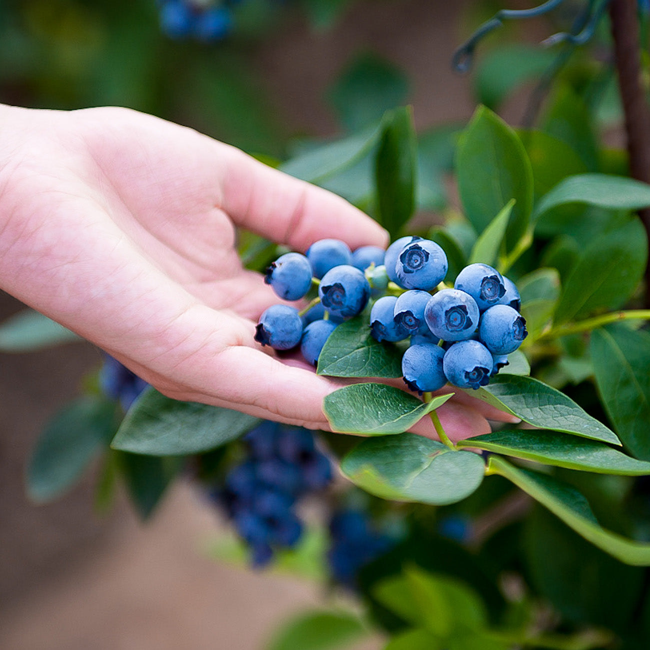 Buy Chandler Blueberry Bush for Sale Northern Highbush Perfect Plants