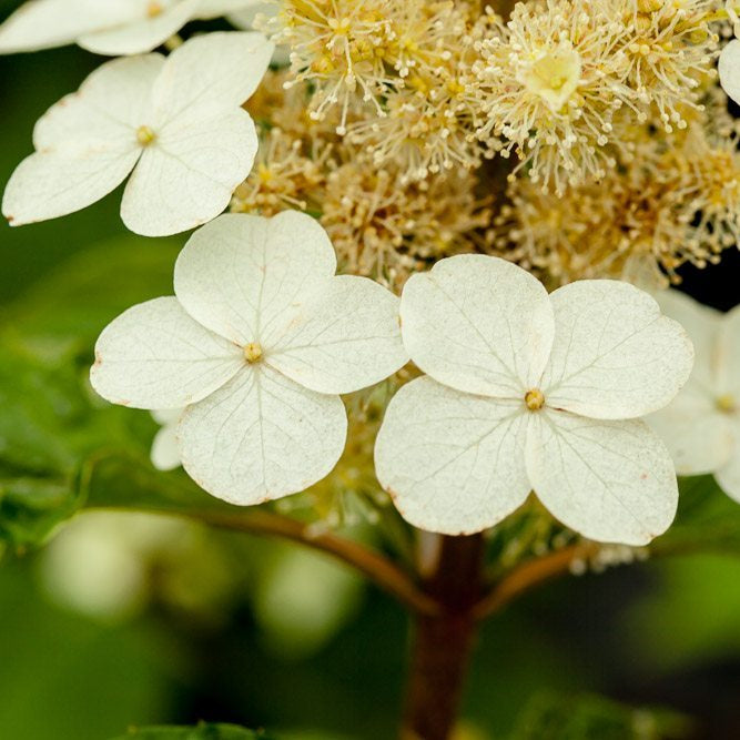 Oakleaf Hydrangea for Sale | Hydrangea quercifolia | Perfect Plants