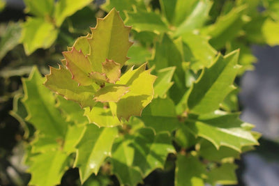 Oak Leaf Holly