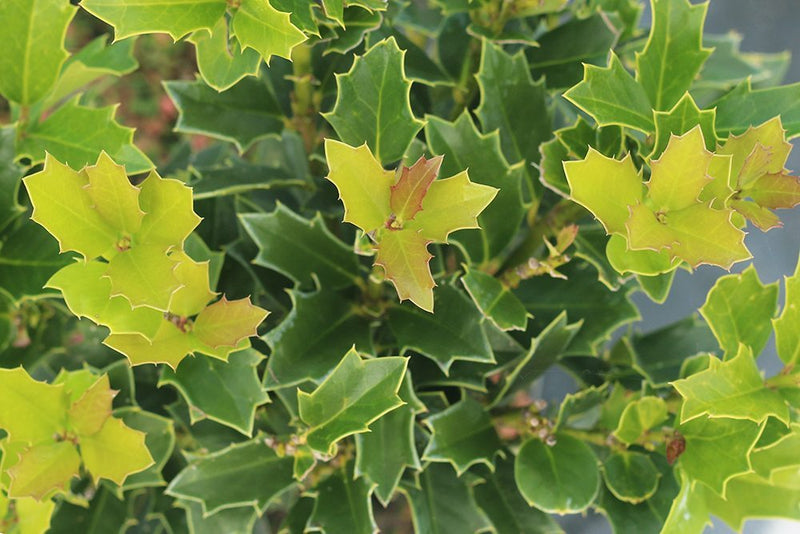 Oak Leaf Holly