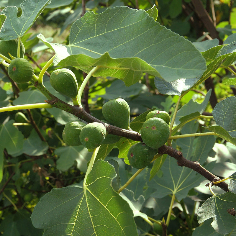 Olympian Fig Tree