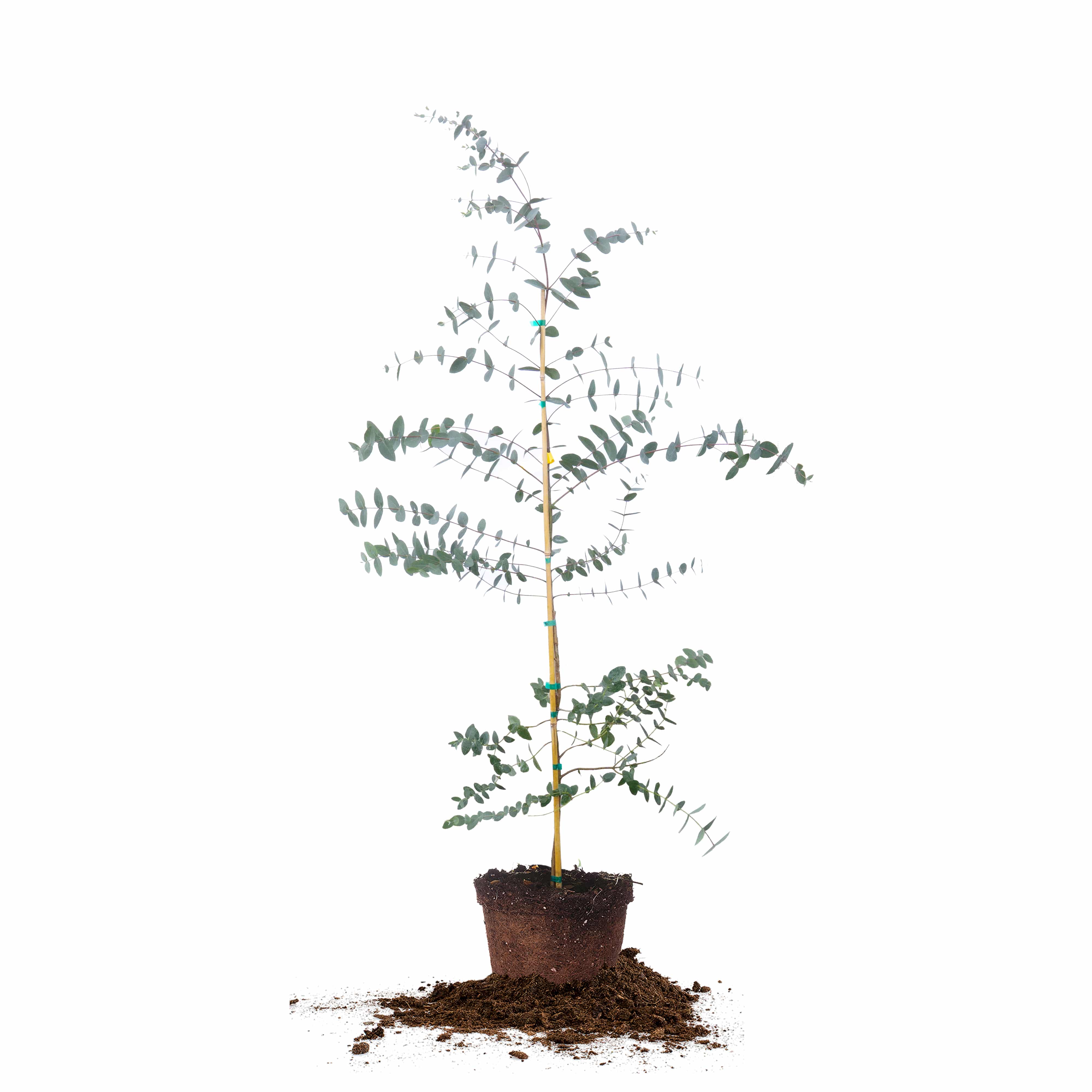 Eucalyptus Neglecta for Sale | Buy Eucalyptus Trees | Perfect Plants