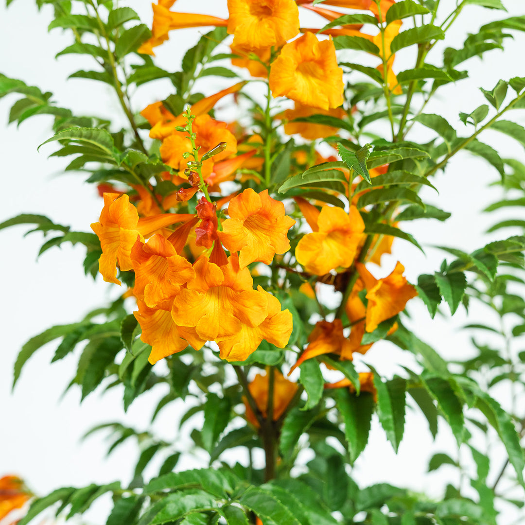 Chicklet Orange Esperanza for Sale | Trumpet Vine | Perfect Plants