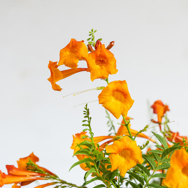 Chicklet Orange Trumpet Vine for Sale Buy Trumpet Vine