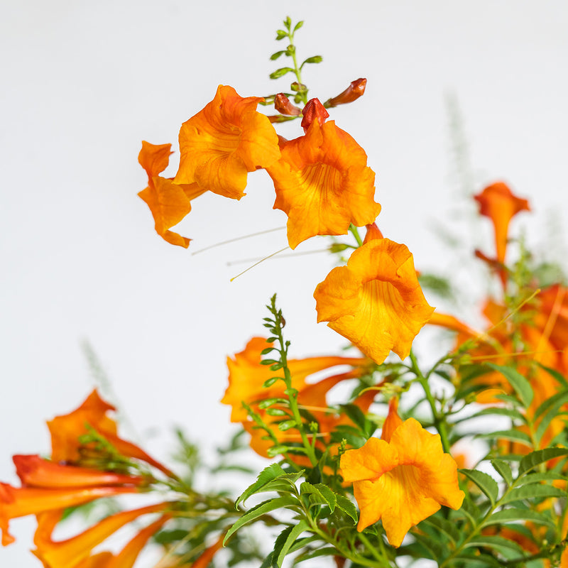 Chicklet Orange Trumpet Vine for Sale Buy Trumpet Vine