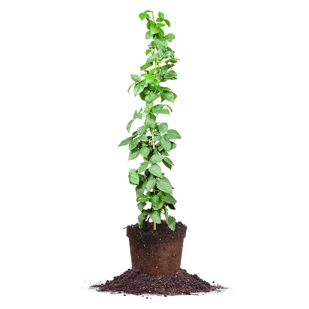 hanging blackberry plants Ouachita Blackberry Bush - 3 Gallon / Single