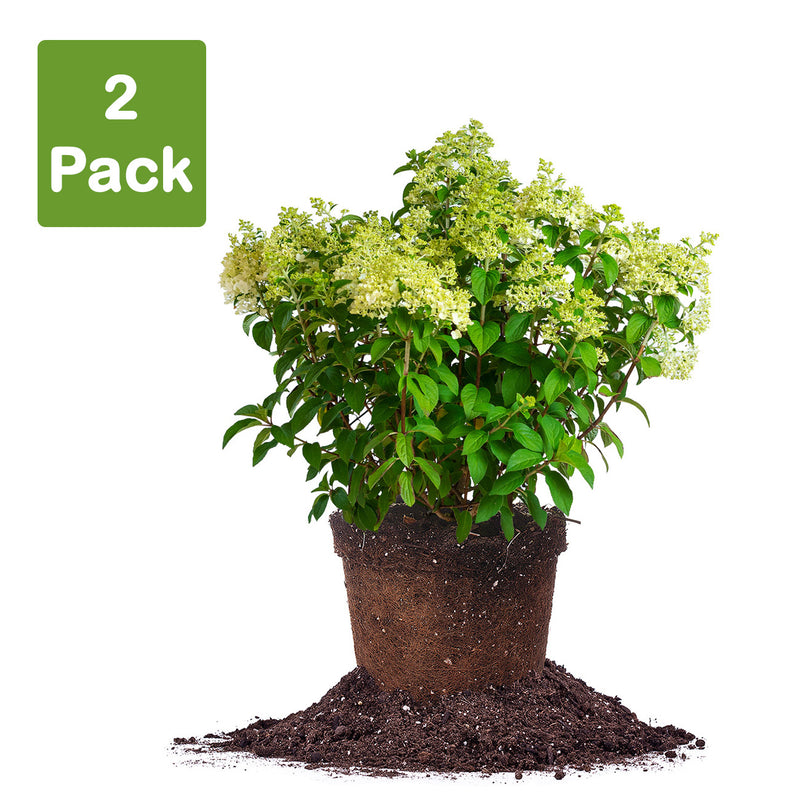 Bobo Hydrangea flowering shrub pack of 2 plants in 3 gallon pots