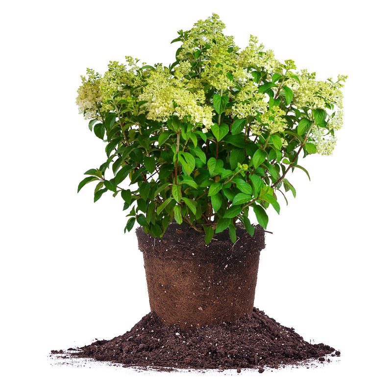Bobo Hydrangea flowering shrub for sale in 3 gallon pot