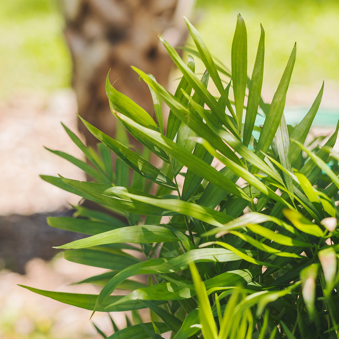 parlor palm for sale near me Buy Parlor Palm for Sale | Indoor Houseplant