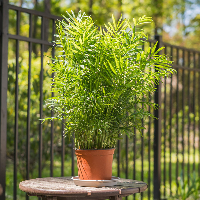 chamaedorea elegans parlor palm Buy Parlor Palm for Sale | Indoor Houseplant