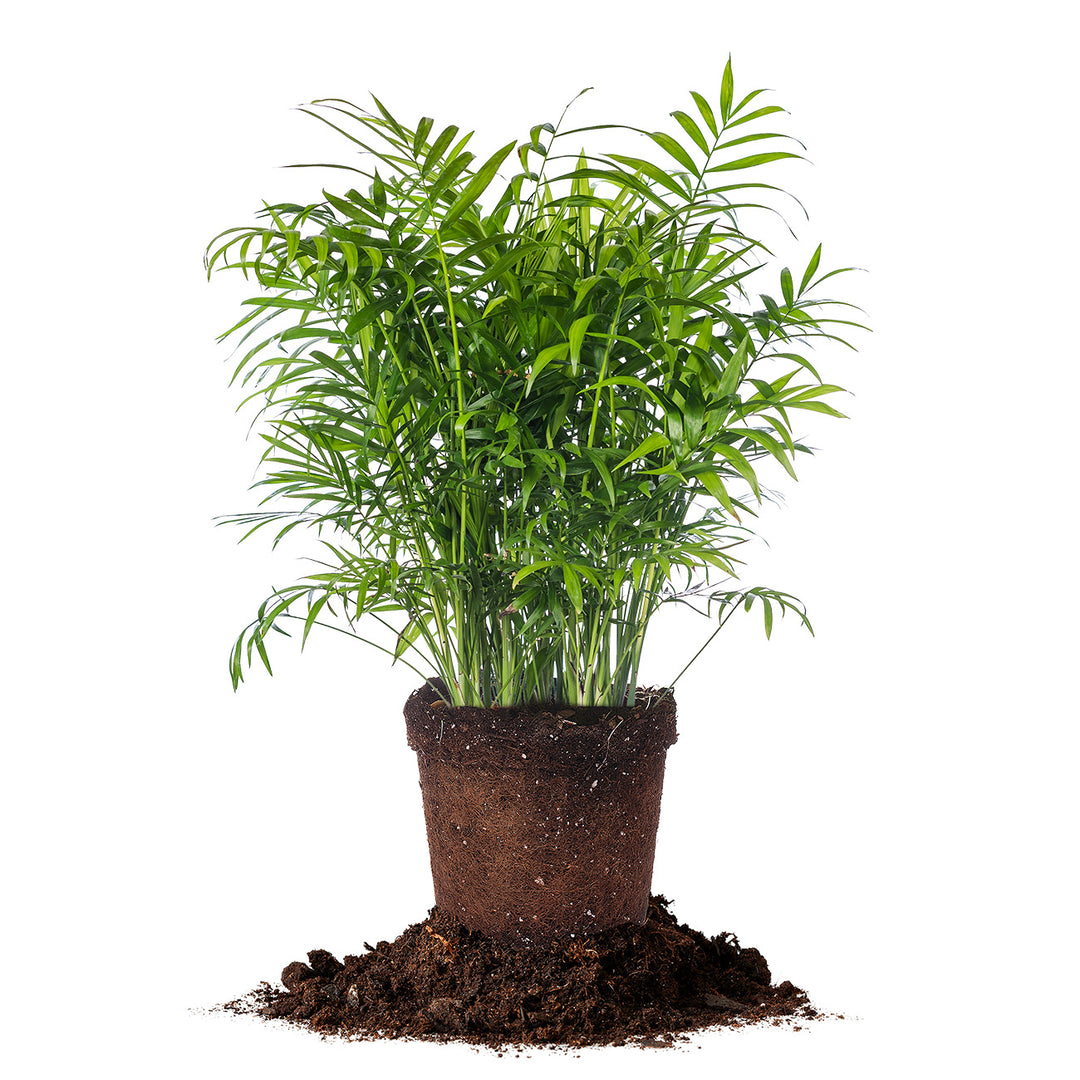 home depot parlor palm Buy Parlor Palm for Sale | Indoor Houseplant